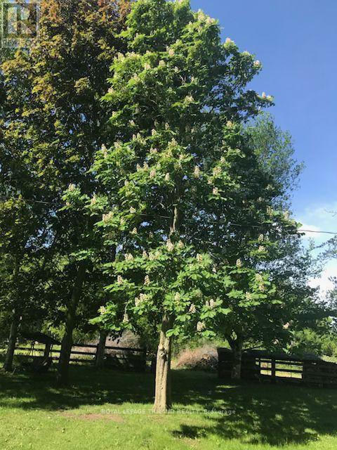 24909 Queens Line, West Elgin, Ontario  N0L 2P0 - Photo 37 - X13041916