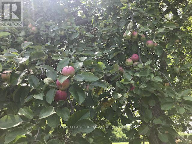 24909 Queens Line, West Elgin, Ontario  N0L 2P0 - Photo 45 - X13041916