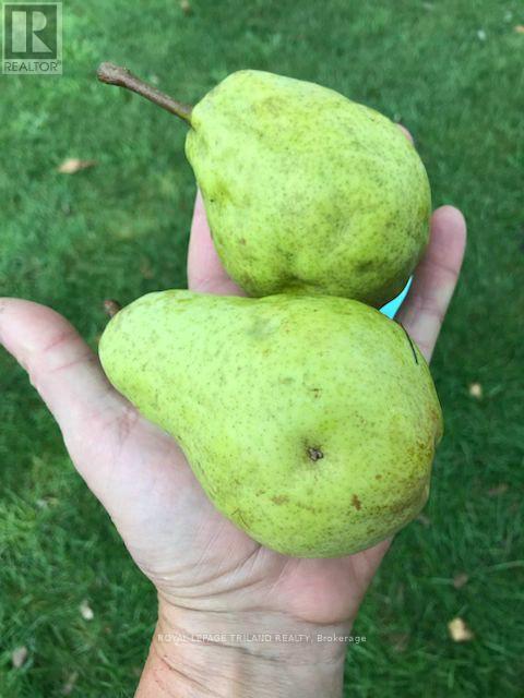 24909 Queens Line, West Elgin, Ontario  N0L 2P0 - Photo 44 - X13041916