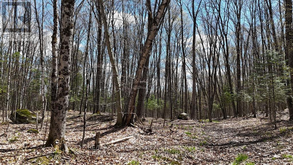 0 Osprey Road, Minden Hills, Ontario  K0M 2K0 - Photo 7 - X13045696