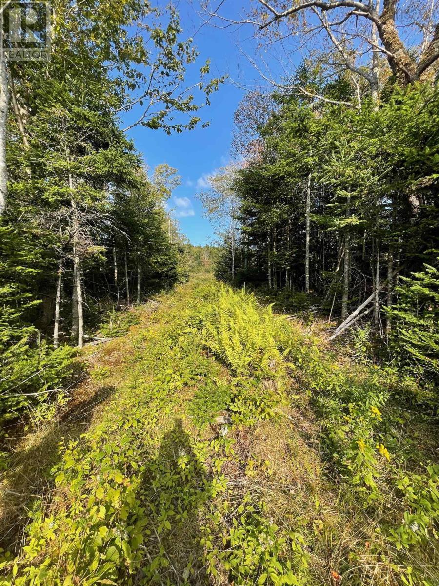 Road 0 Beechmont Road, Gillis Lake, Nova Scotia  B2A 4J6 - Photo 17 - 202608649