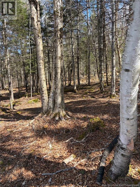 00-1 Reardon Road, Elmsville, New Brunswick  E5A 0B6 - Photo 10 - NB133282