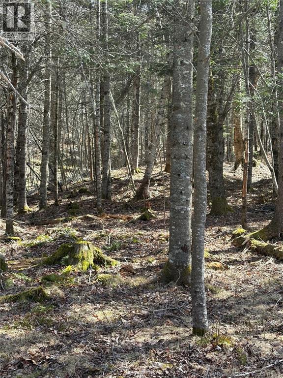 00-1 Reardon Road, Elmsville, New Brunswick  E5A 0B6 - Photo 5 - NB133282