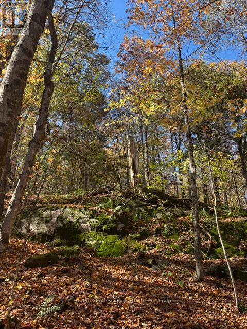 1231 Big Hawk Lake Road, Algonquin Highlands, Ontario  K0M 1J2 - Photo 16 - X13029262