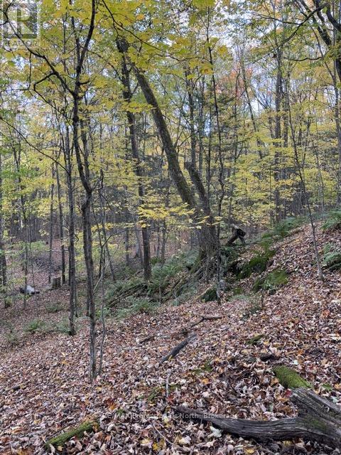 1231 Big Hawk Lake Road, Algonquin Highlands, Ontario  K0M 1J2 - Photo 23 - X13029262