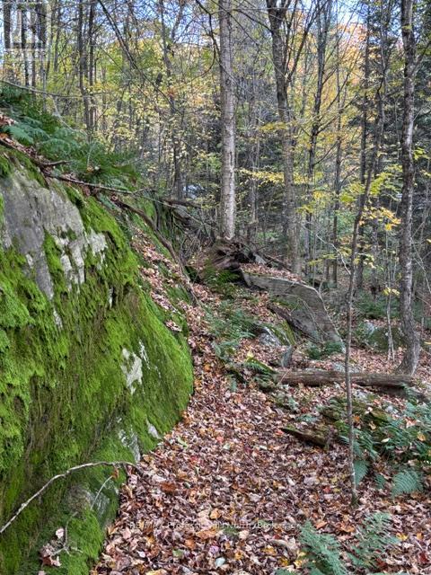 1231 Big Hawk Lake Road, Algonquin Highlands, Ontario  K0M 1J2 - Photo 25 - X13029262