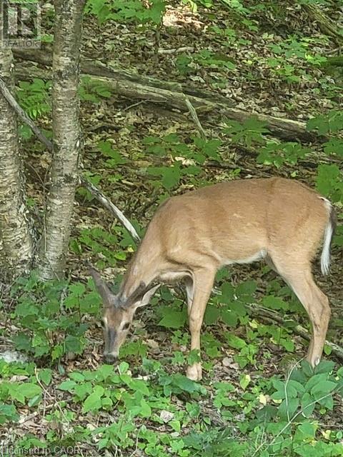 5803 Haliburton Lake Road, Dysart Et Al, Ontario  K0M 1S0 - Photo 8 - X12659458