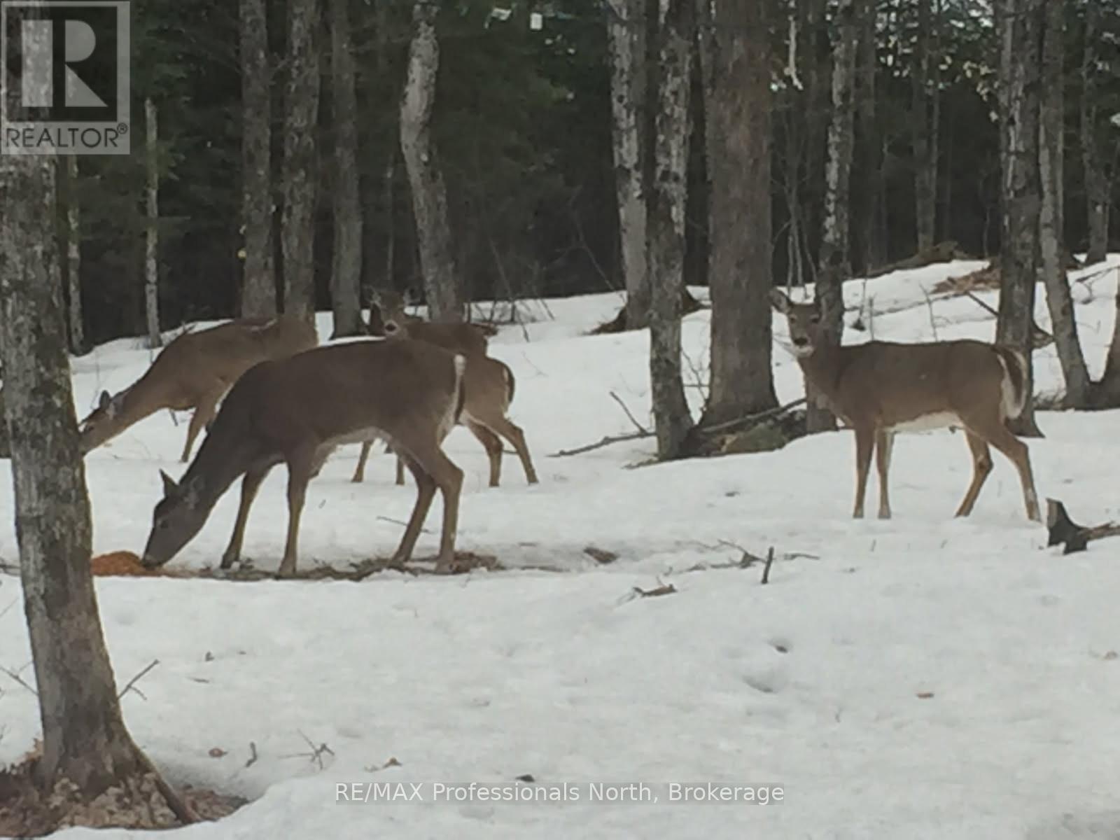 1645 South Lake Road, Minden Hills, Ontario  K0M 2K0 - Photo 13 - X13048122