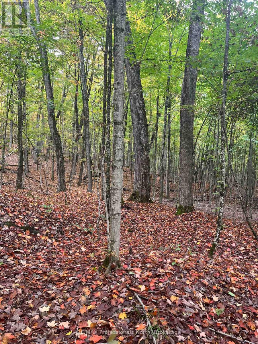 1645 South Lake Road, Minden Hills, Ontario  K0M 2K0 - Photo 16 - X13048122