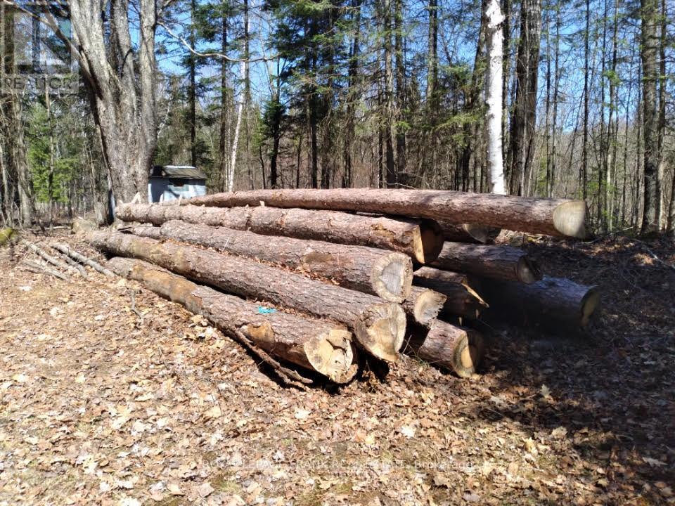 1106 Homestead Road, Highlands East, Ontario  K0L 1C0 - Photo 5 - X12630876