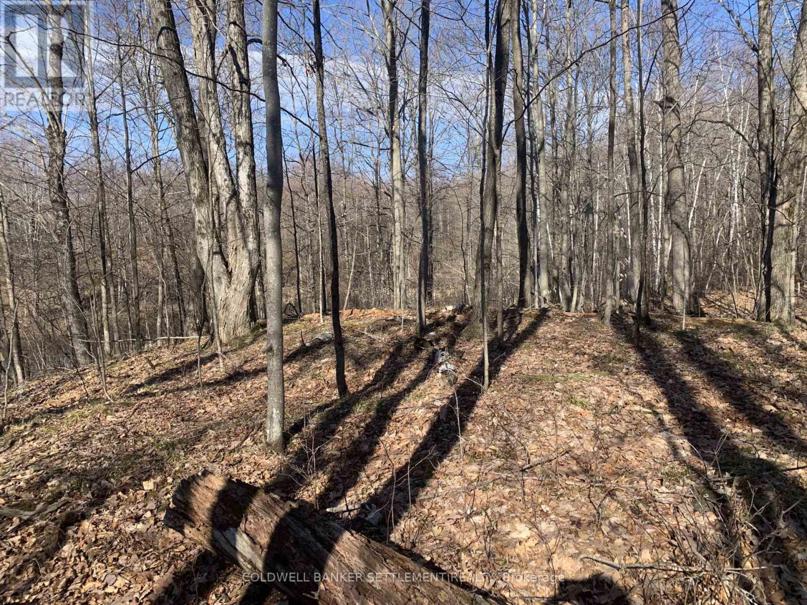 0 Red Pine Road, Tay Valley, Ontario  K0H 2B0 - Photo 4 - X12942490