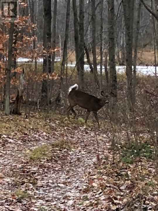 1446 Flinton Road, Tweed, Ontario  K0H 1P0 - Photo 20 - X13048612