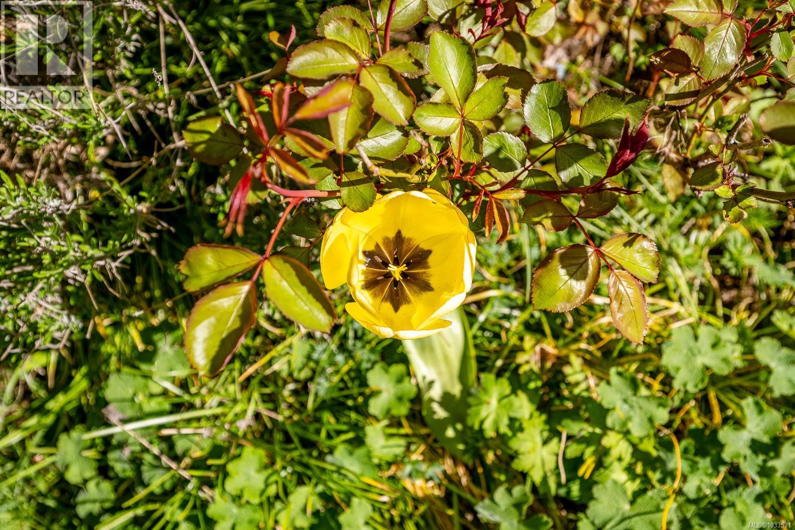 875 Carmichael Rd, Hornby Island, British Columbia  V0R 1Z0 - Photo 28 - 1033531