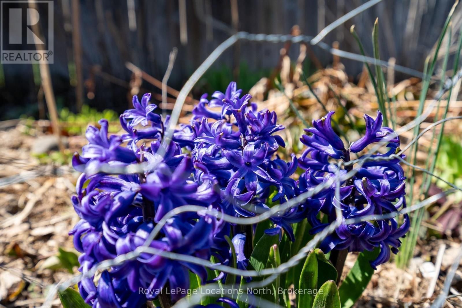 317 Second Street, Collingwood, Ontario  L9Y 1G7 - Photo 6 - S13048750