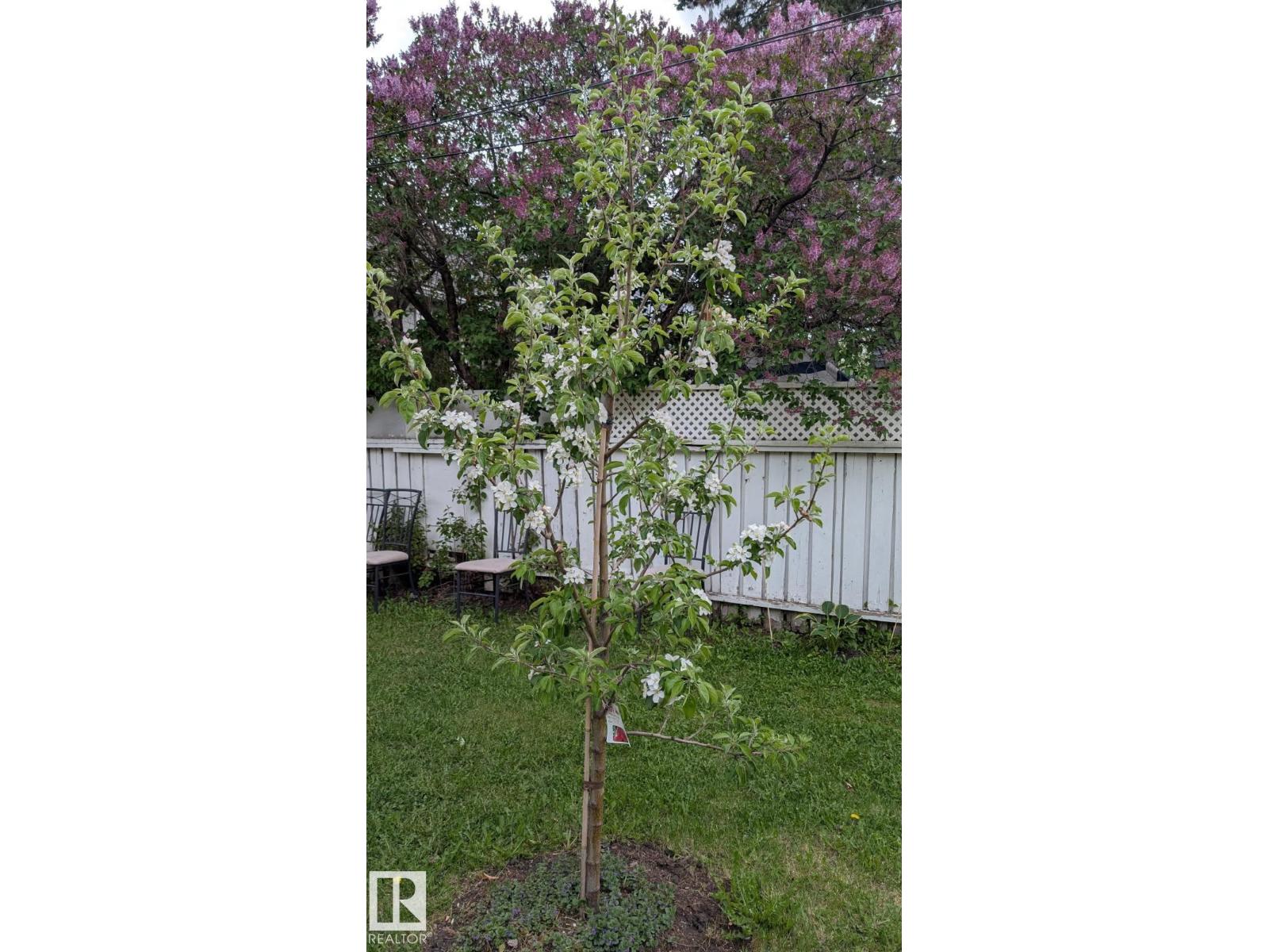 11724 88 Street Nw, Edmonton, Alberta  T5B 3R7 - Photo 4 - E4484381