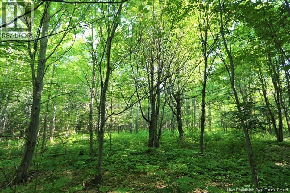 Lot 02-5 Renauds Mills Road, Saint-Antoine, New Brunswick  E4V 2X7 - Photo 34 - NB135747