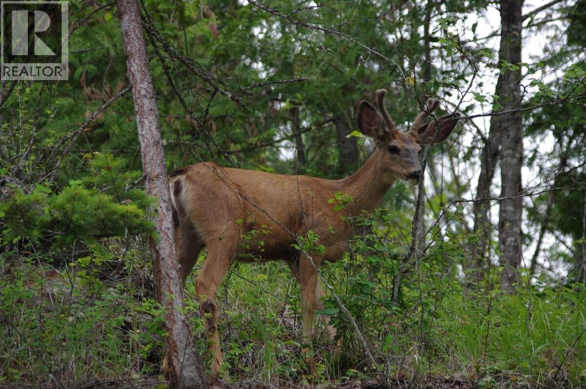4370 Copper Cove Road, Scotch Creek, British Columbia  V0E 1M5 - Photo 12 - 10385087