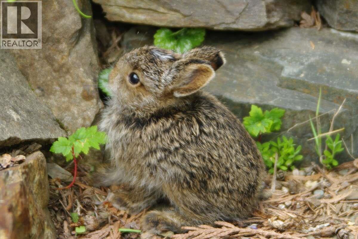 4370 Copper Cove Road, Scotch Creek, British Columbia  V0E 1M5 - Photo 20 - 10385087