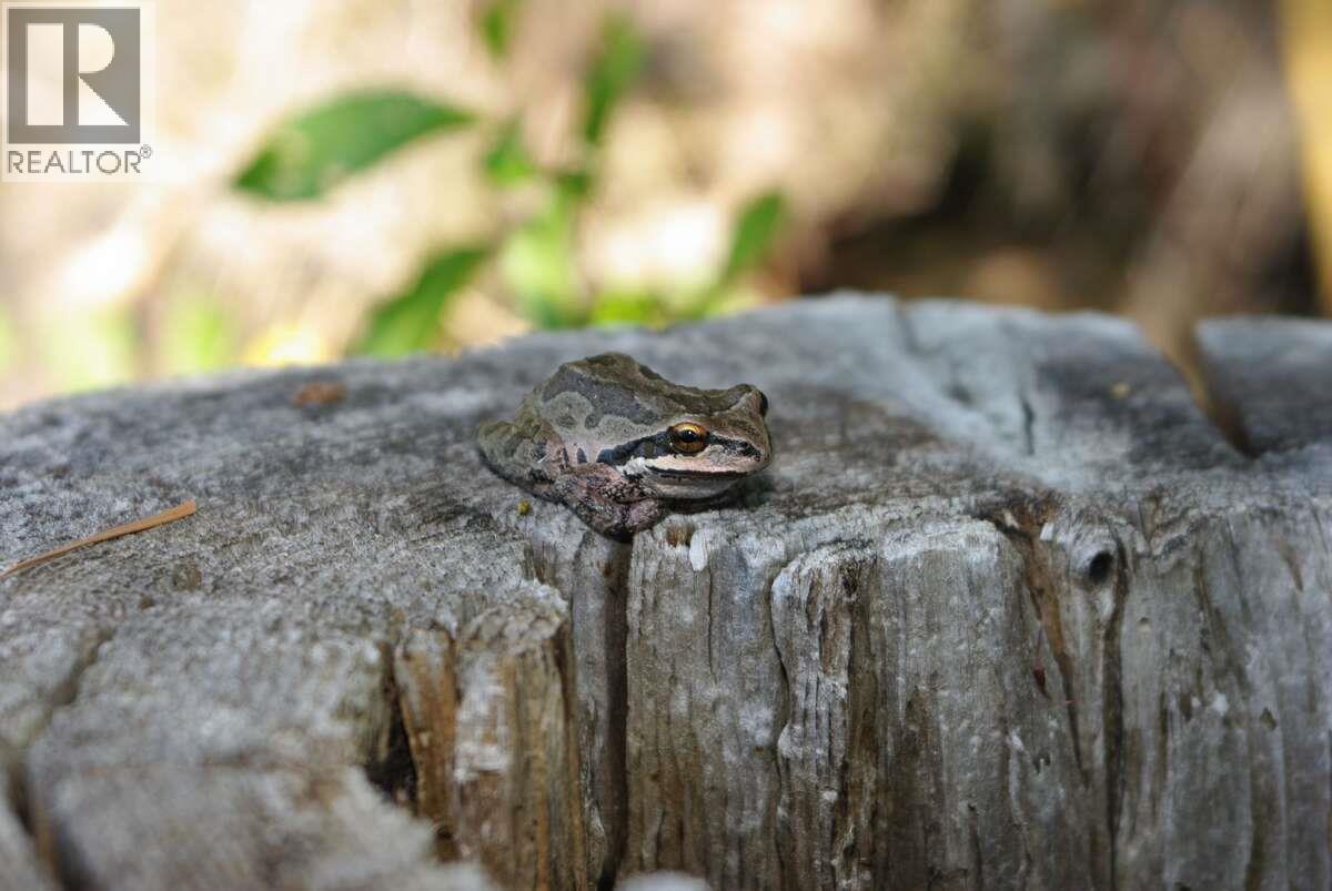 4370 Copper Cove Road, Scotch Creek, British Columbia  V0E 1M5 - Photo 21 - 10385087