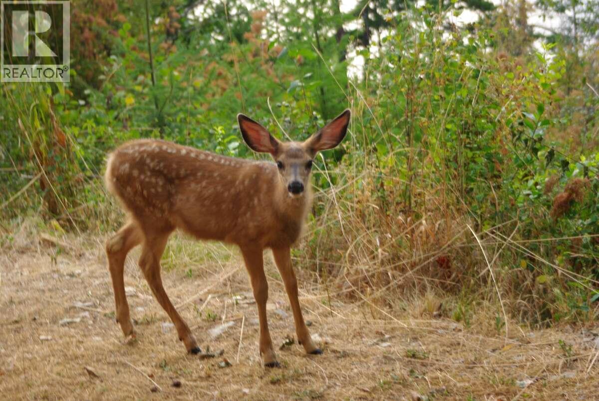 4370 Copper Cove Road, Scotch Creek, British Columbia  V0E 1M5 - Photo 6 - 10385087
