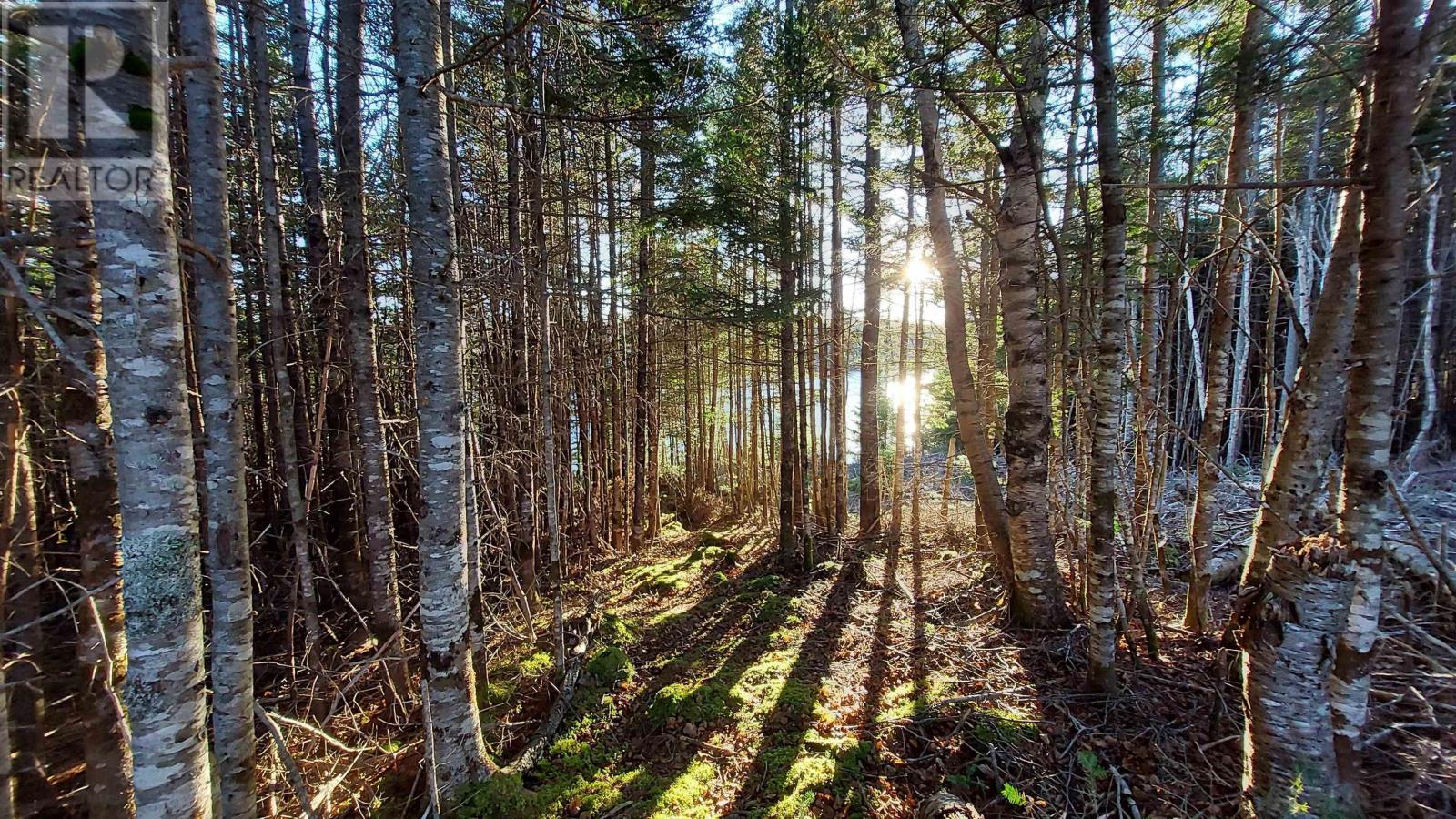 Lot 28 Helmuts Lane, Cleveland, Nova Scotia  B0E 1J0 - Photo 10 - 202603560