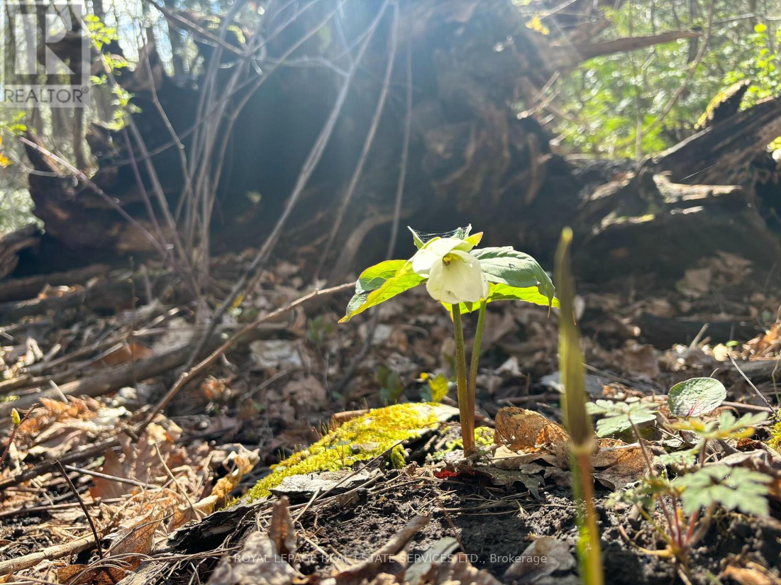 58111 12th Line (13 Acre Severed Parcel) Road, Meaford, Ontario  N4L 1W5 - Photo 9 - X13045212