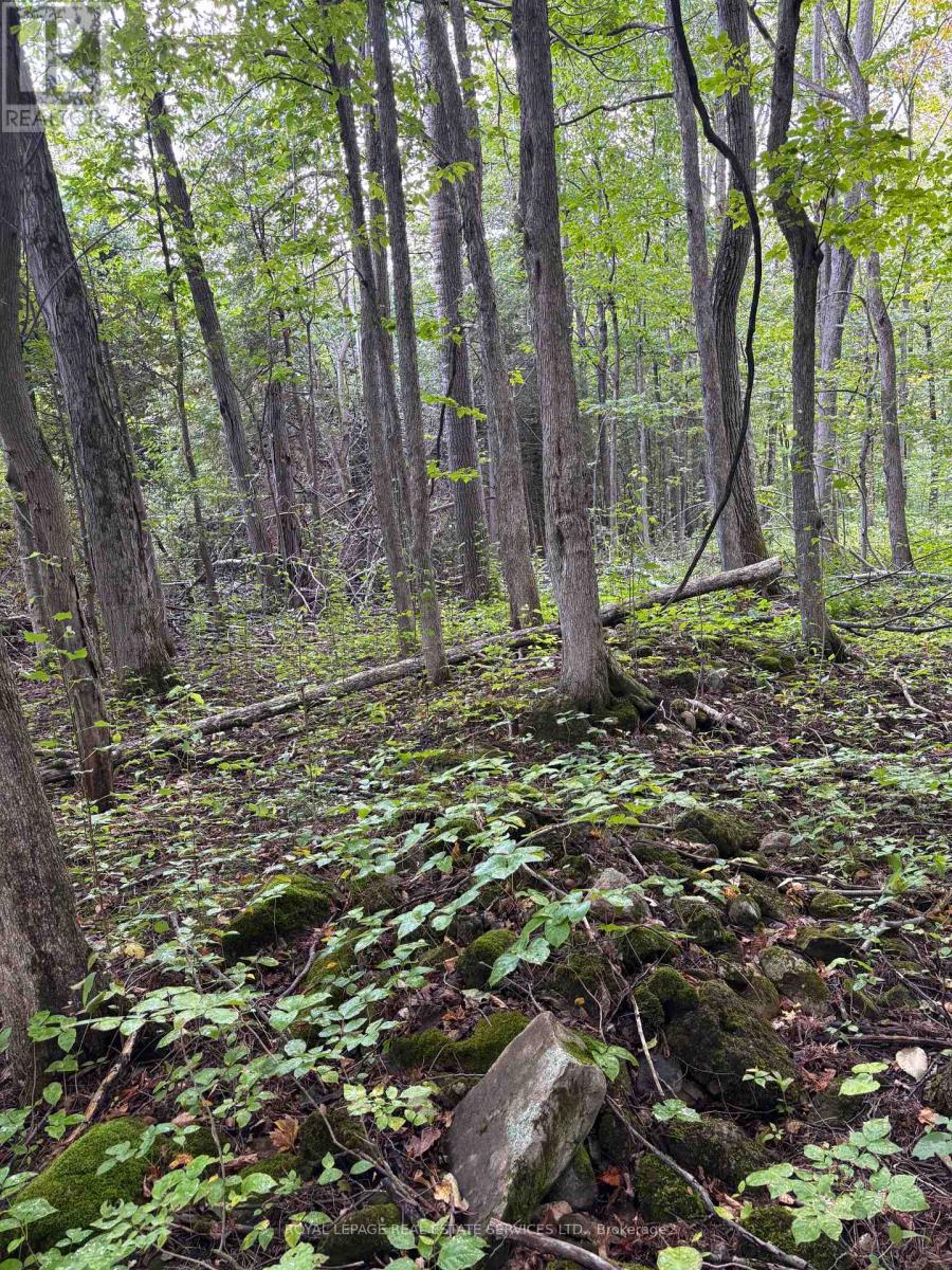 58111 12th Line (13 Acre Severed Parcel) Road, Meaford, Ontario  N4L 1W5 - Photo 7 - X13045212