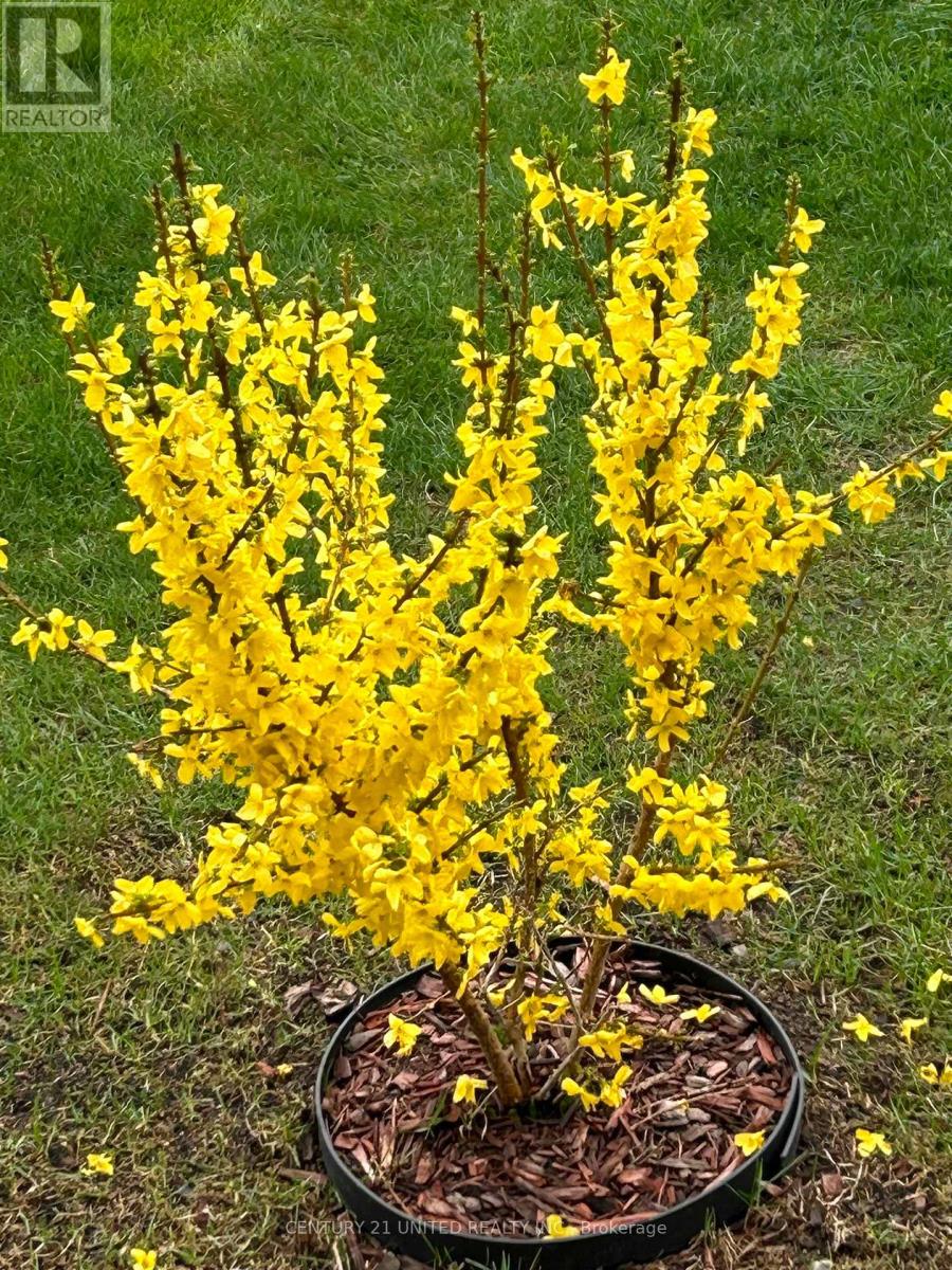 14 Summer Lane, Peterborough, Ontario  K9L 0G4 - Photo 33 - X12910076