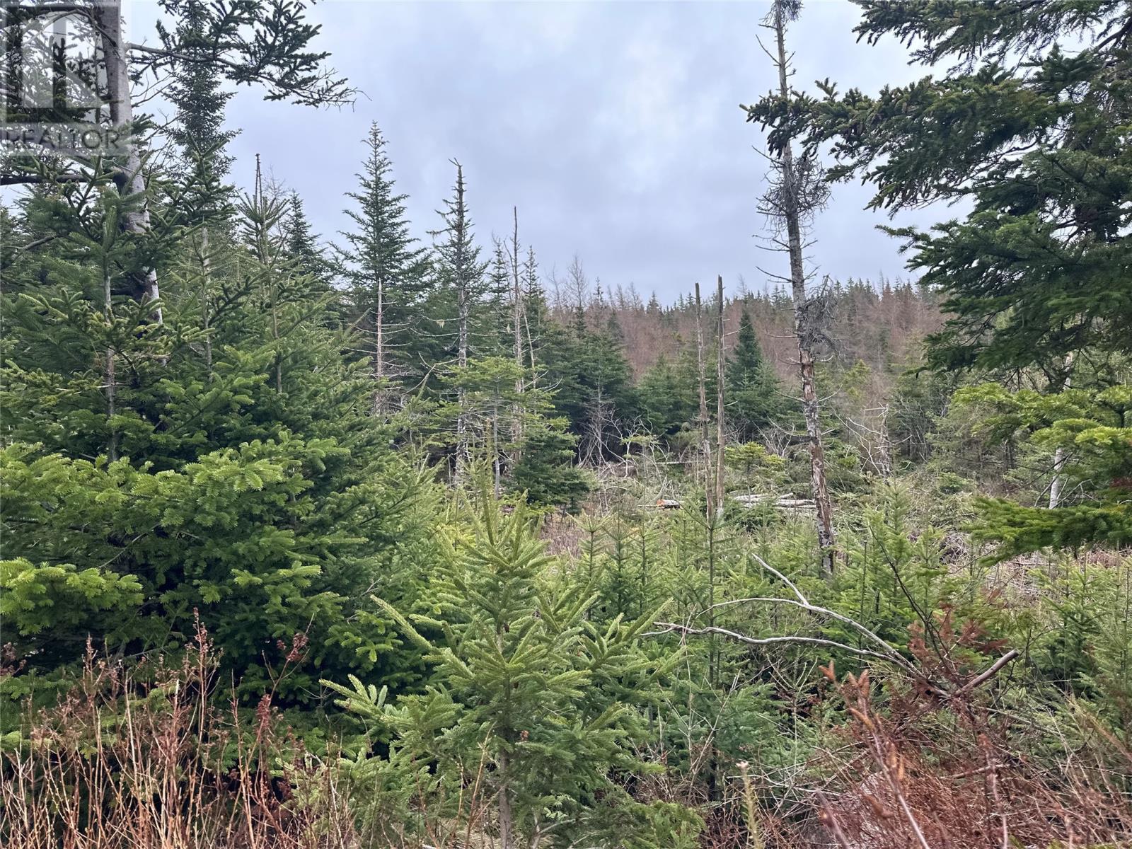 54 Ridge Road, Holyrood, Newfoundland & Labrador  A0A 2R0 - Photo 18 - 1284560