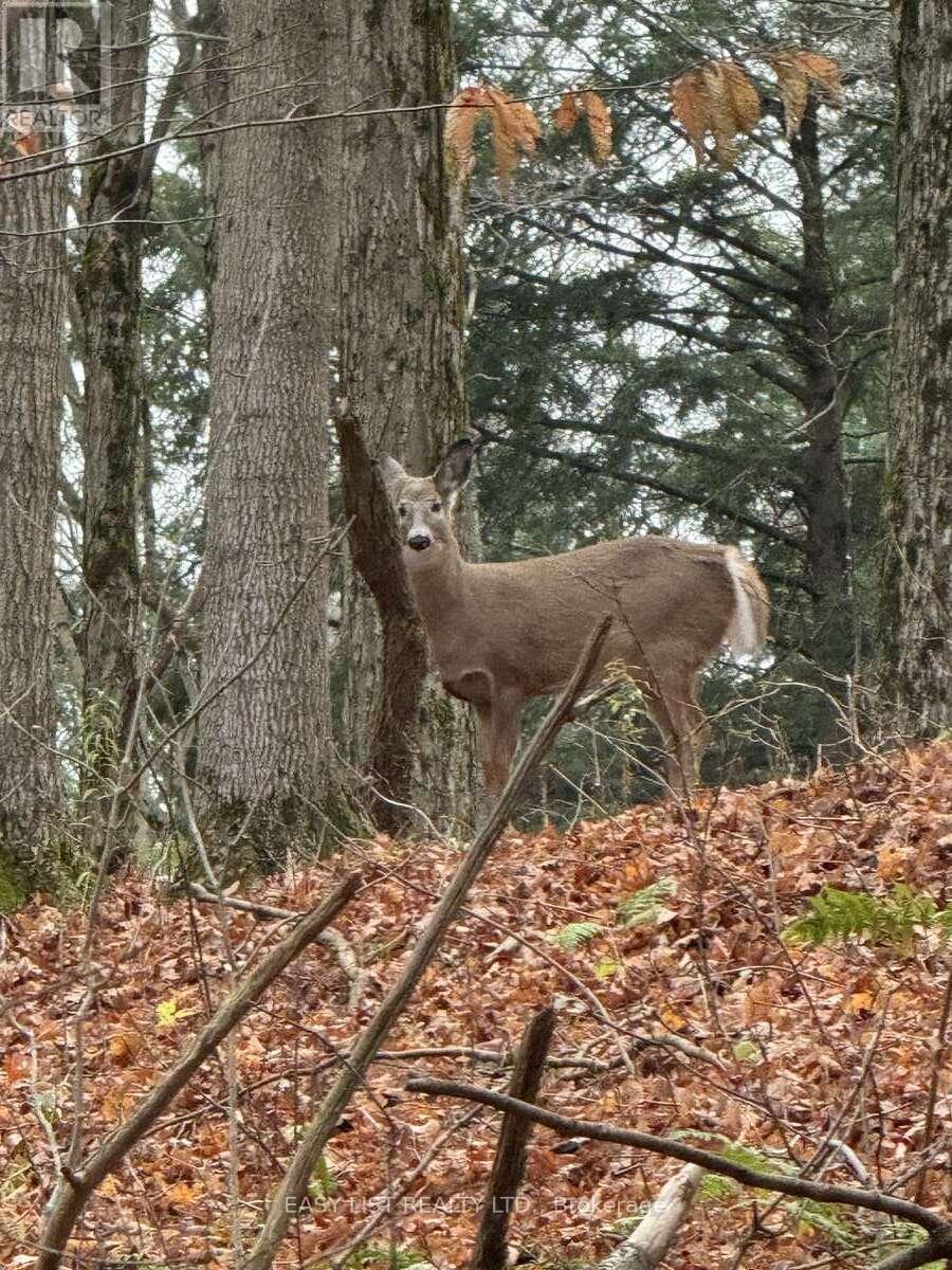 1078 Berletts Road, Waterloo, Ontario  N0B 2L0 - Photo 39 - X13054264