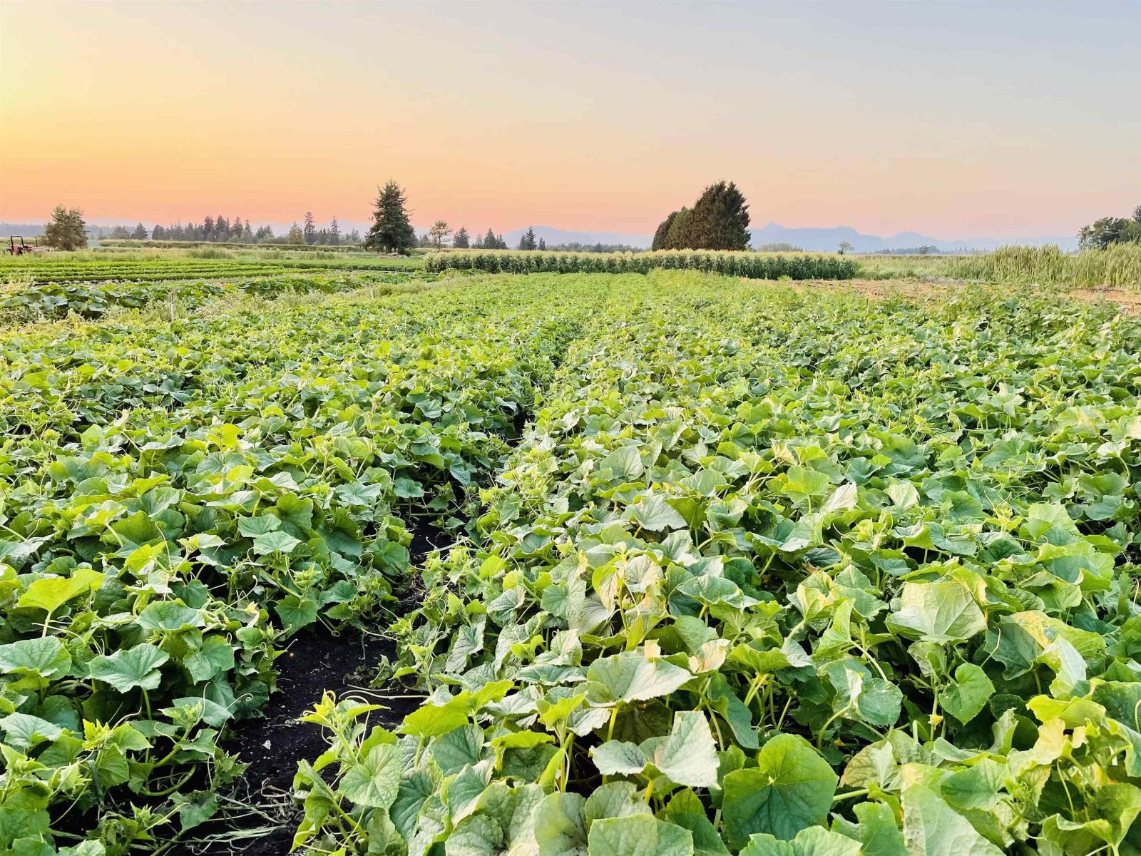 15675 40th Avenue, Surrey, British Columbia  V3Z 1E6 - Photo 10 - R3116588