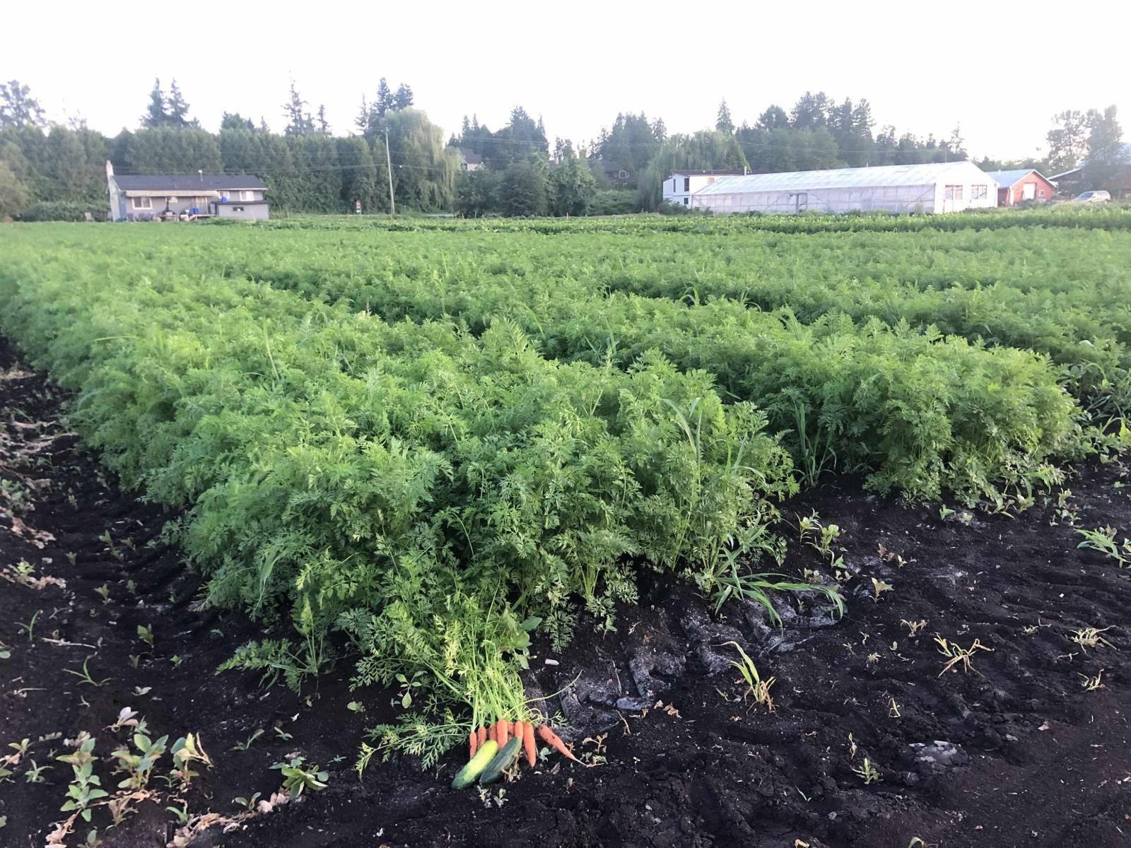 15675 40th Avenue, Surrey, British Columbia  V3Z 1E6 - Photo 9 - R3116588