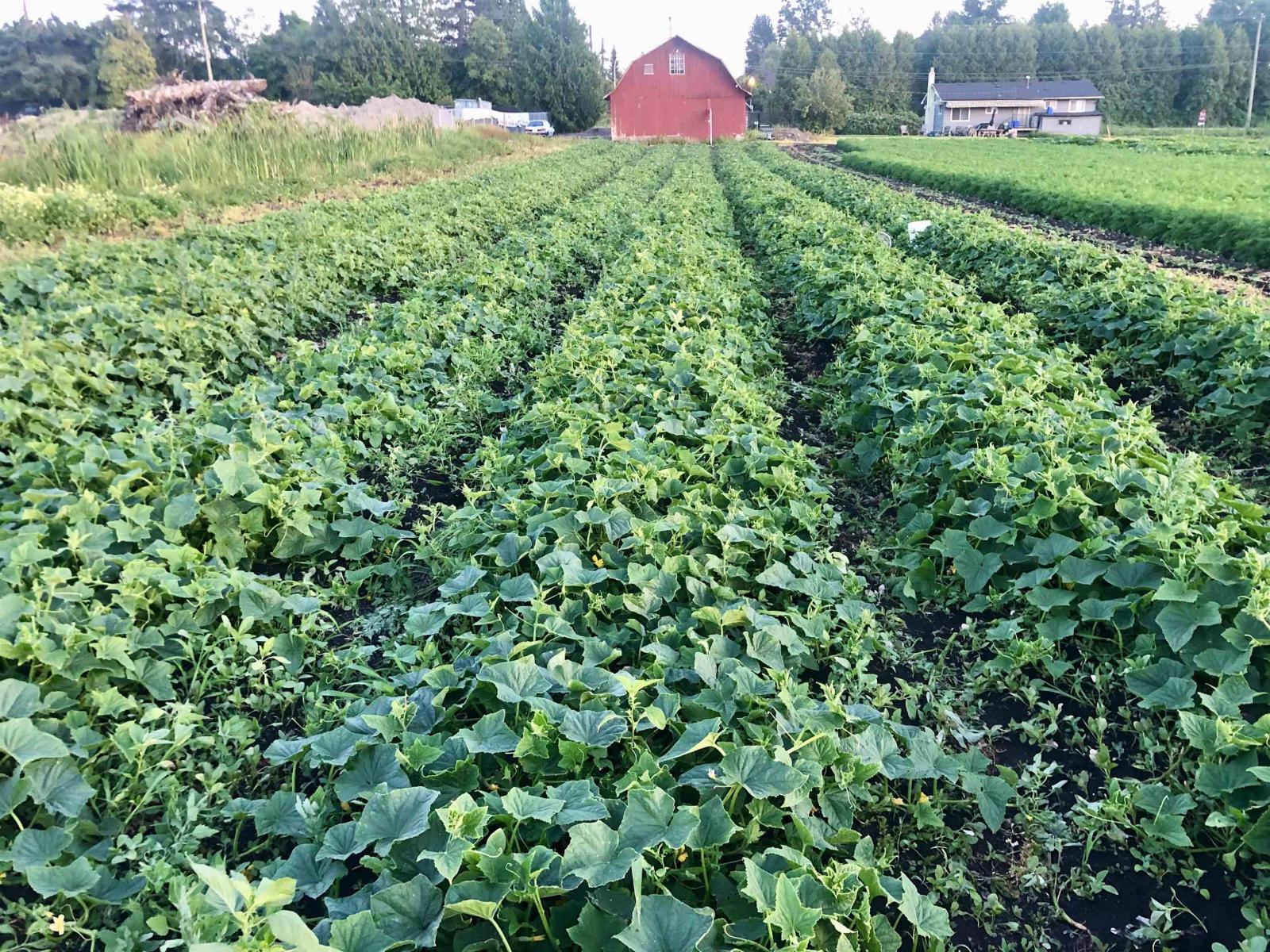 15675 40th Avenue, Surrey, British Columbia  V3Z 1E6 - Photo 12 - R3116588