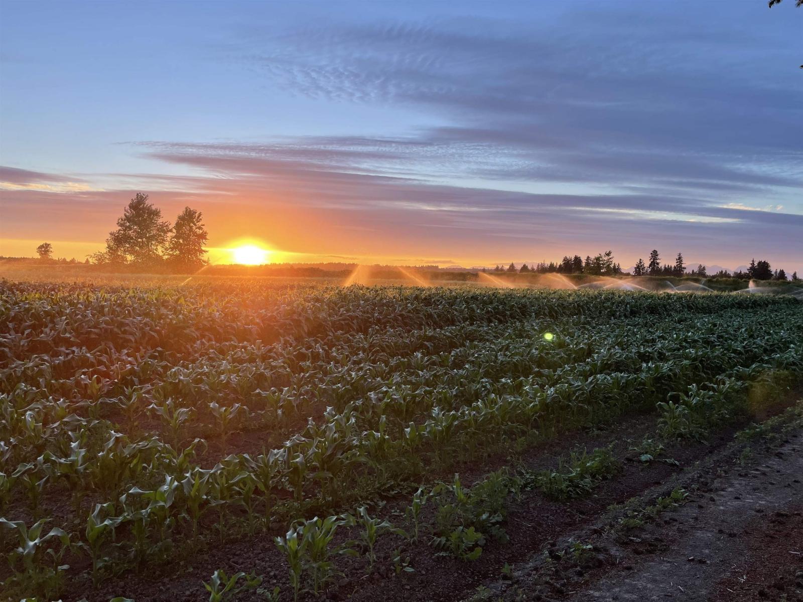 15675 40th Avenue, Surrey, British Columbia  V3Z 1E6 - Photo 8 - R3116588