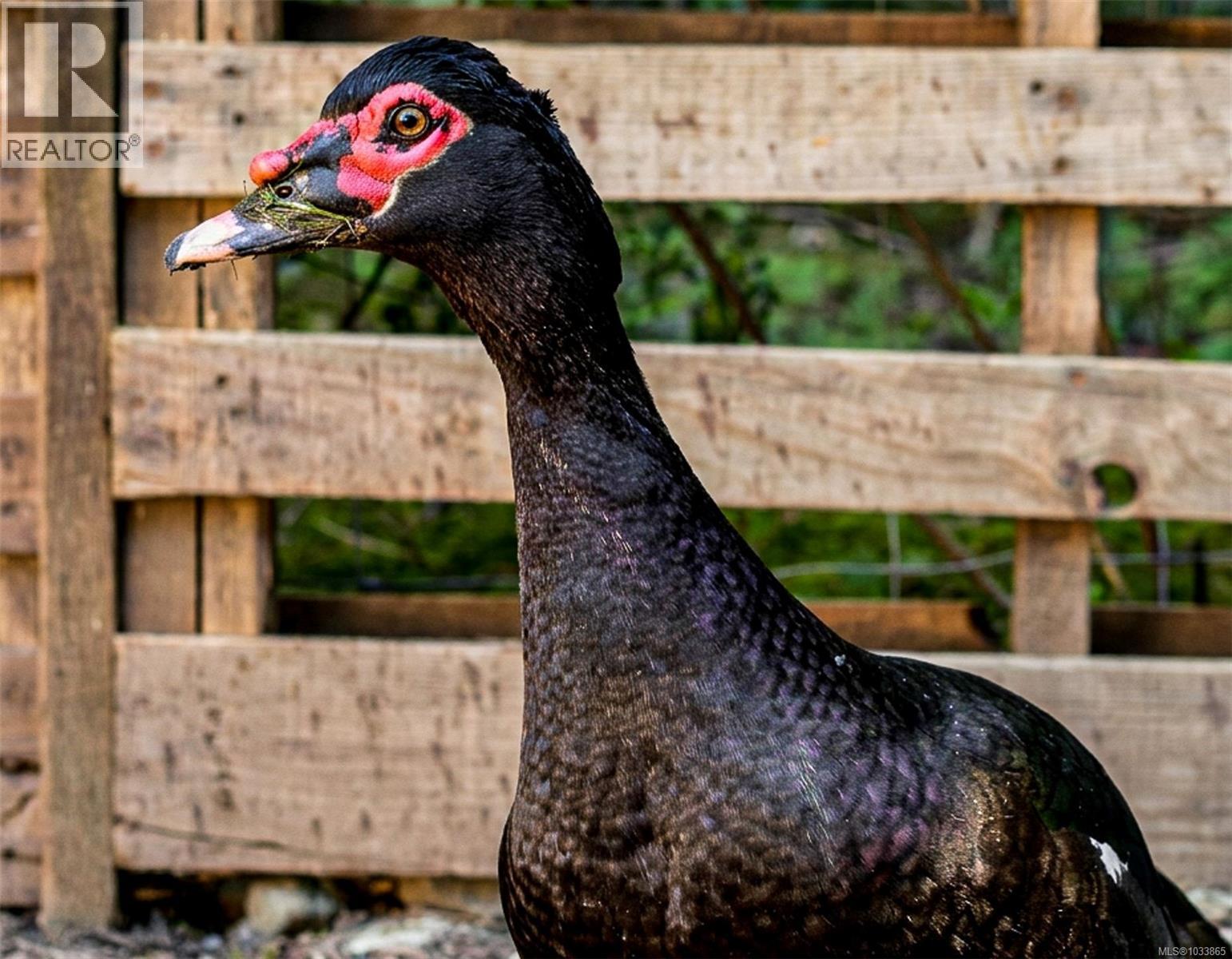 1116 Cheeke Rd, Cobble Hill, British Columbia  V0R 1L4 - Photo 45 - 1033865