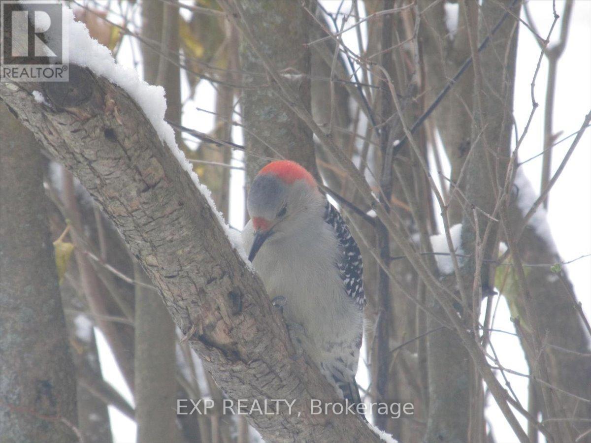 3749 Wallace Point Road, Otonabee-South Monaghan, Ontario  K9J 6Y3 - Photo 43 - X13056164