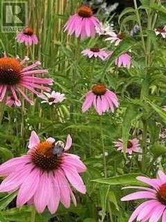 8 Glenvale Boulevard, Toronto, Ontario  M4G 2V1 - Photo 46 - C13057804