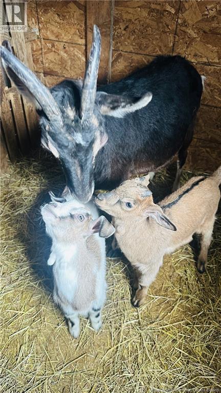 597 Charleston Road, Charleston, New Brunswick  E7K 1Z8 - Photo 22 - NB137766