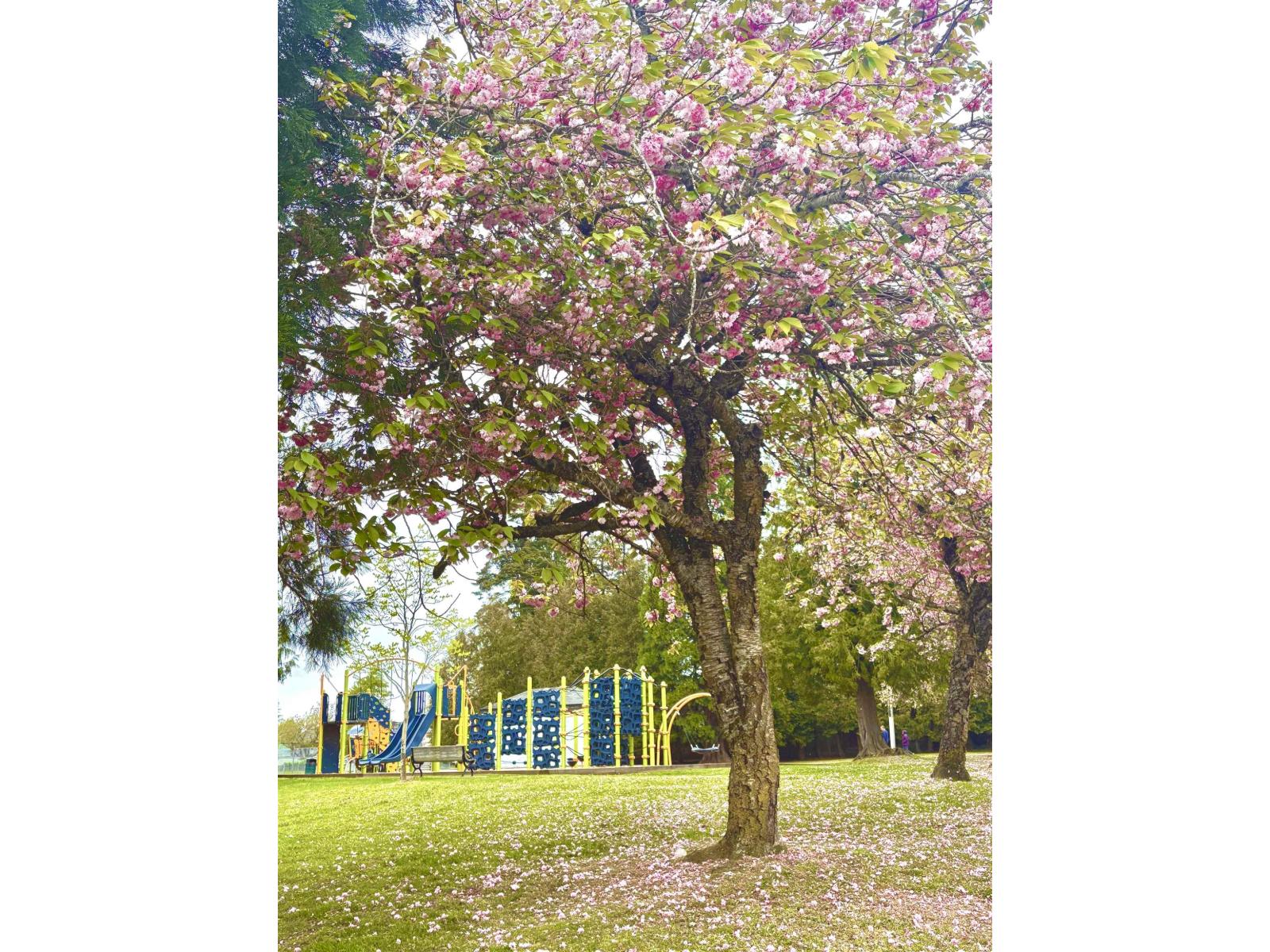 19883 53 Avenue, Langley, British Columbia  V3A 6W2 - Photo 22 - R3116435