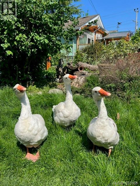 7356 Wallace Dr, Central Saanich, British Columbia  V8M 1S9 - Photo 5 - 1033168