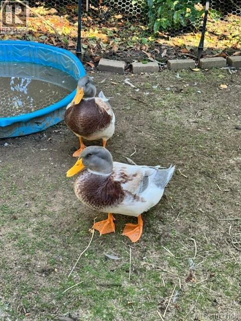 7356 Wallace Dr, Central Saanich, British Columbia  V8M 1S9 - Photo 57 - 1033168