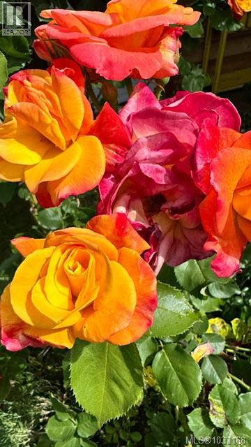 7356 Wallace Dr, Central Saanich, British Columbia  V8M 1S9 - Photo 52 - 1033168