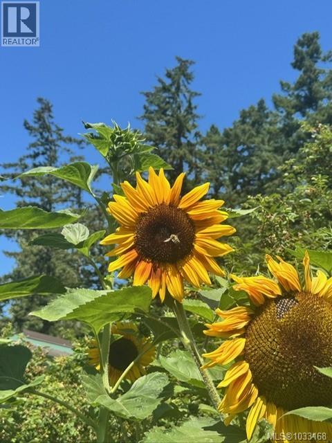 7356 Wallace Dr, Central Saanich, British Columbia  V8M 1S9 - Photo 45 - 1033168