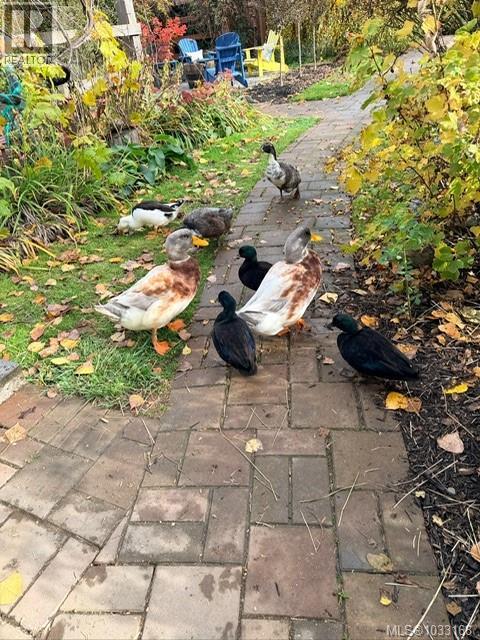 7356 Wallace Dr, Central Saanich, British Columbia  V8M 1S9 - Photo 88 - 1033168