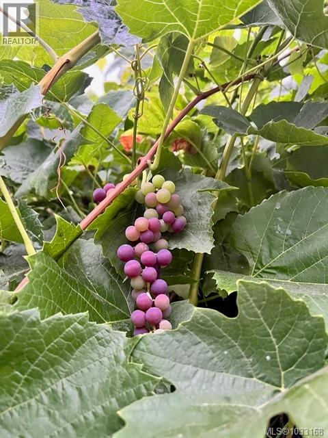 7356 Wallace Dr, Central Saanich, British Columbia  V8M 1S9 - Photo 95 - 1033168