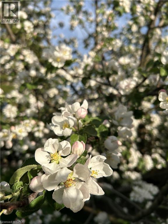 123 Fifth Avenue, Kitchener, Ontario  N2C 1P5 - Photo 46 - 40824682