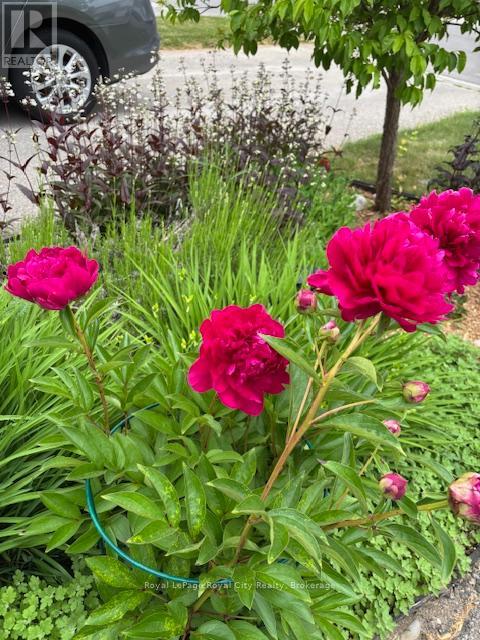 108 Mussen Street, Guelph, Ontario  N1E 0K2 - Photo 36 - X12862412