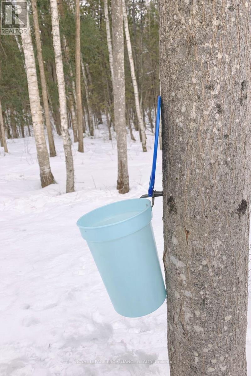 42 Nichols Road, Quinte West, Ontario  K0K 1H0 - Photo 46 - X12924822