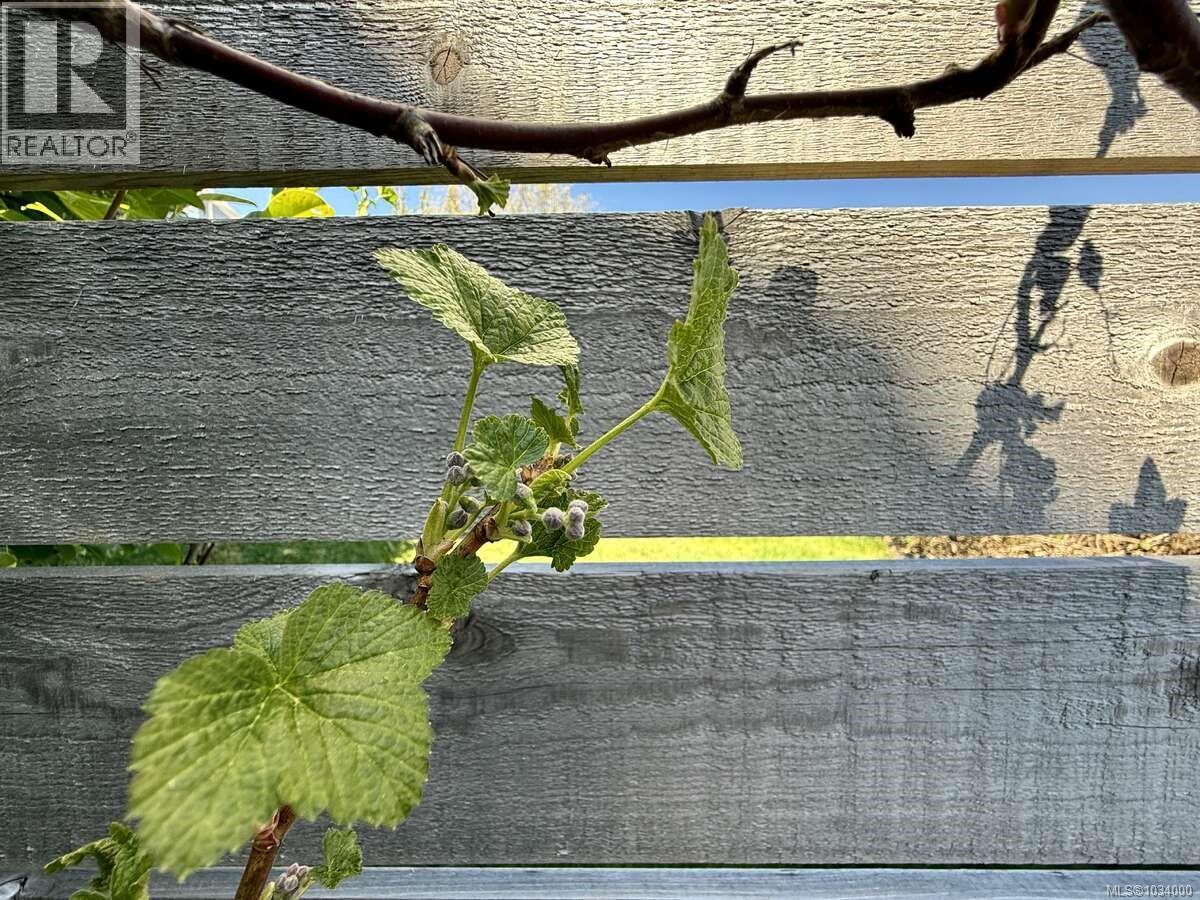 5696 Island Hwy S, Union Bay, British Columbia  V0R 3B0 - Photo 60 - 1034000