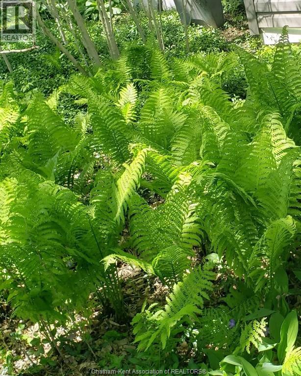 66 Delaware Avenue, Chatham, Ontario  N7L 2W2 - Photo 42 - 26003792